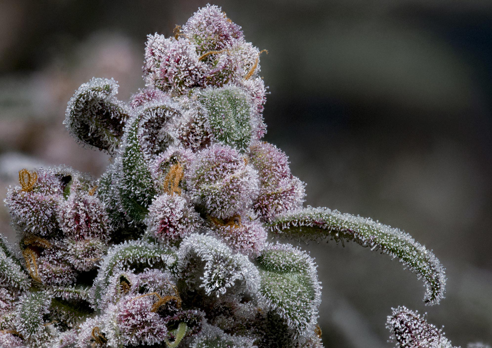 Close-up of Cookies flower showing macro view of trichomes