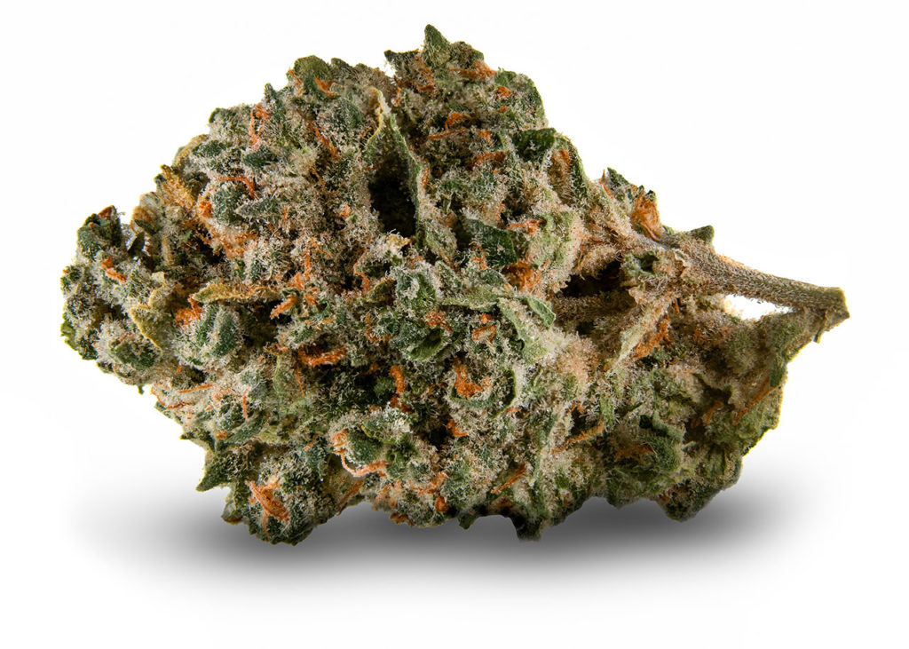 Sample of Afghani cannabis strain - dried flower