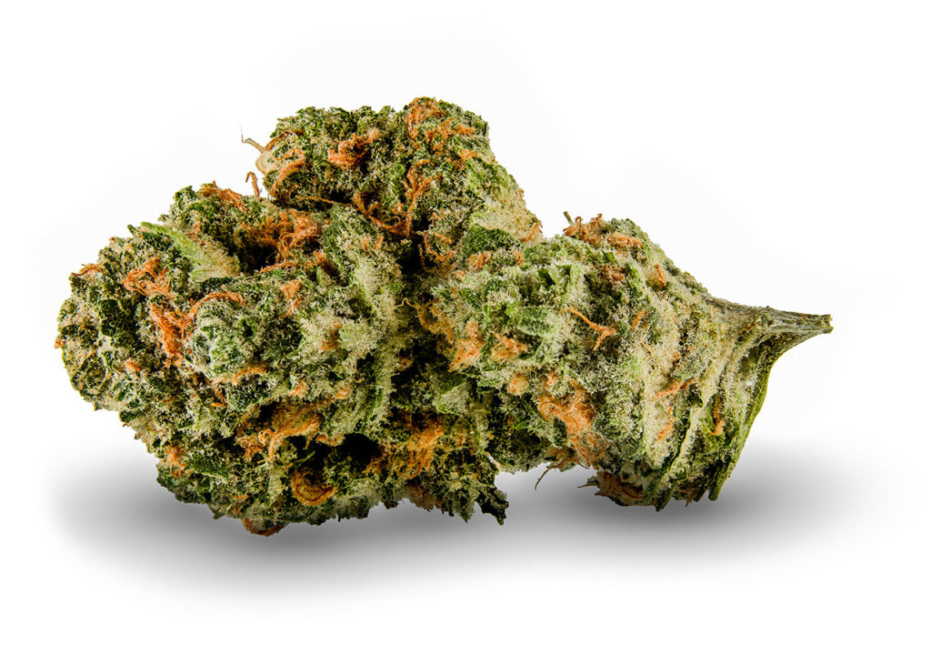 Sample of Disco Cure cannabis strain - dried flower